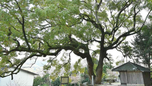 árbol japón árbol japón