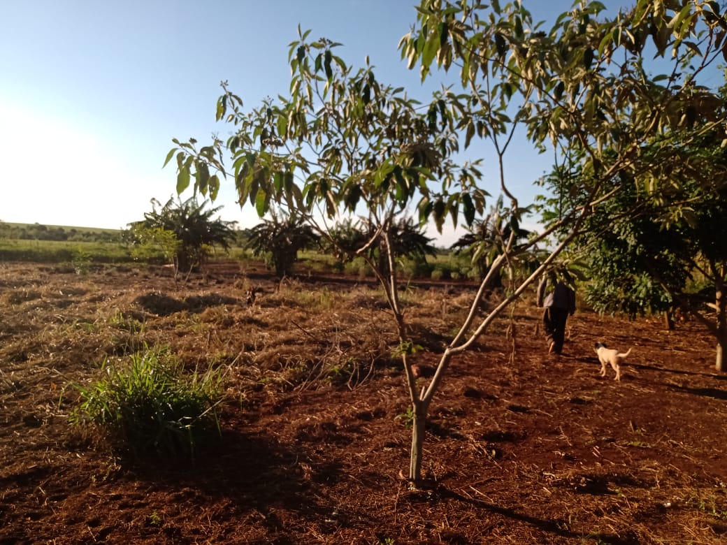 Deforestación en tierras indígenas en Jaguapiré, Tacuru, Mato Grosso del Sur | Crédito: Tonico Benites. Deforestación en tierras indígenas en Jaguapiré, Tacuru, Mato Grosso del Sur | Crédito: Tonico Benites.