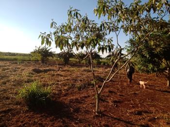 Deforestación en tierras indígenas en Jaguapiré, Tacuru, Mato Grosso del Sur  | Crédito: Tonico Benites. 