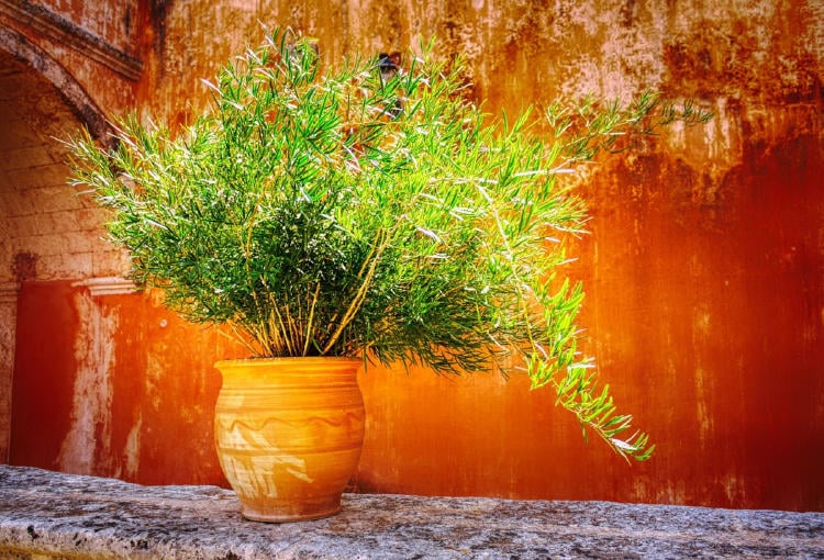 pixabay plant 6090527_1280 pixabay plant 6090527_1280