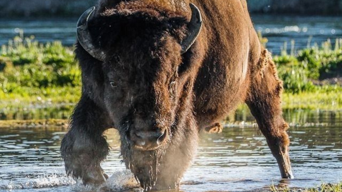 bisonte La caza intensiva y la pérdida de hábitat llevaron al bisonte a la extinción salvaje en 1927. (Foto: Pinterest))