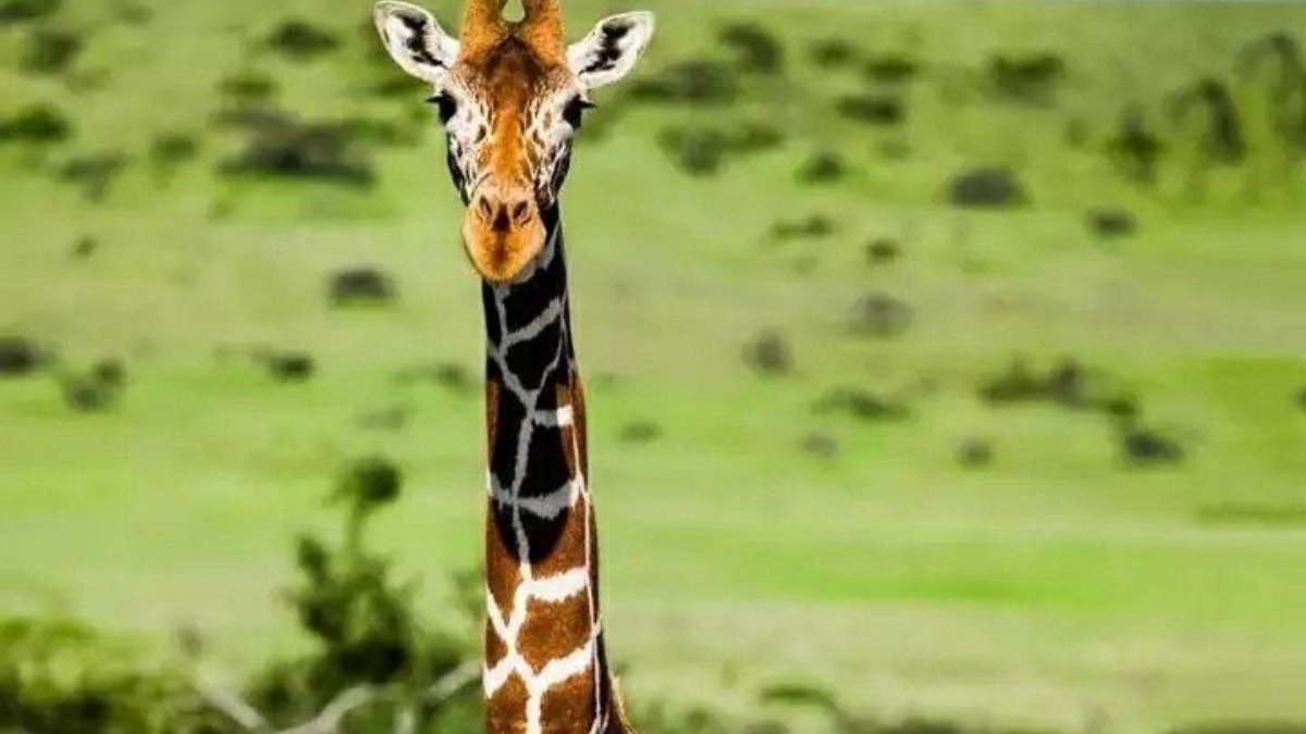 jirafa Descubren cuatro tipo de especies de jirafas (Foto: Pinterest)