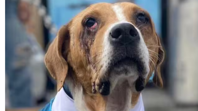 maltrato animal La Ley Ángel establece un endurecimiento de las penas para quienes cometan actos de crueldad animal.