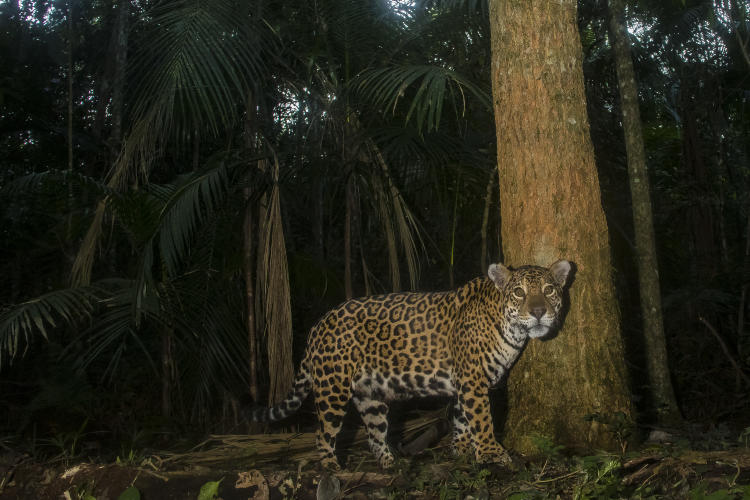 Yaguareté PH Emilio White Yaguareté