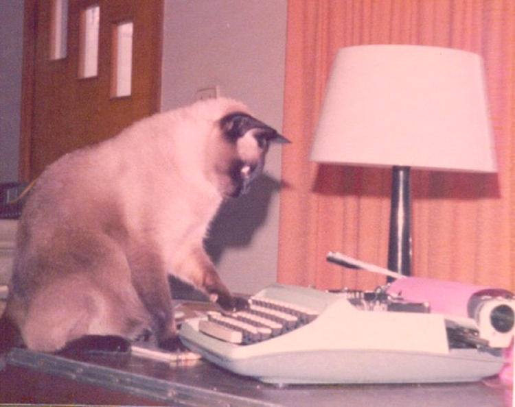 gato ciencia2 gato ciencia2