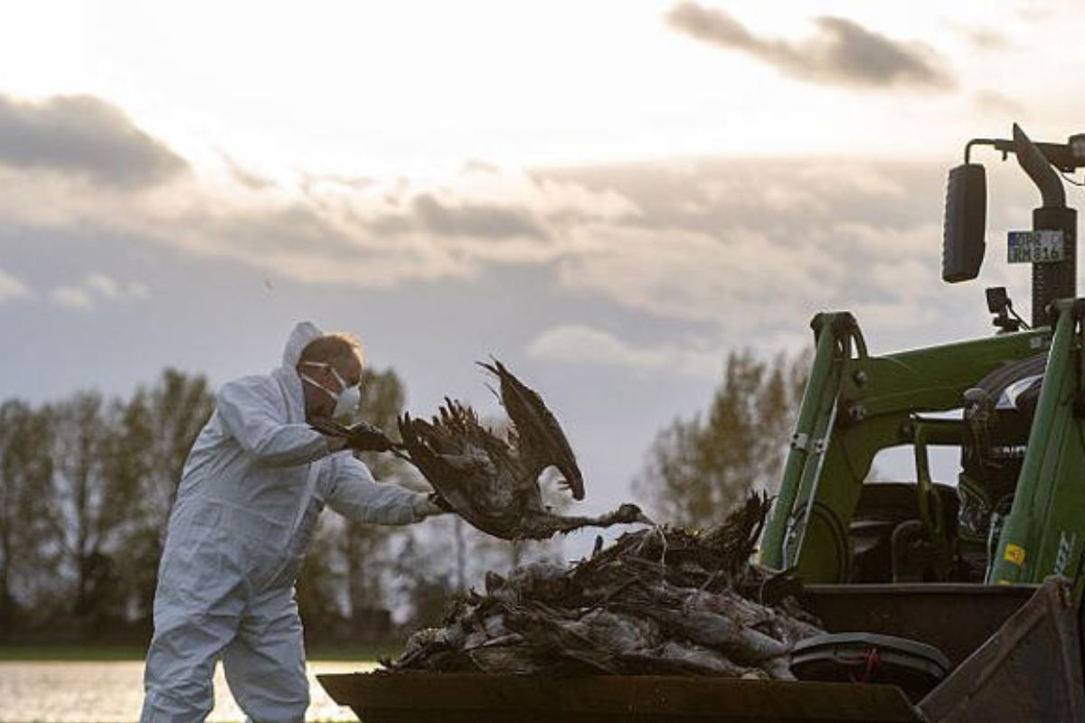 gripe aviar Imagen: msn.com