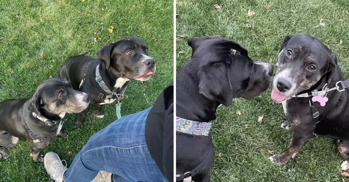 perrito callejero perrito callejero