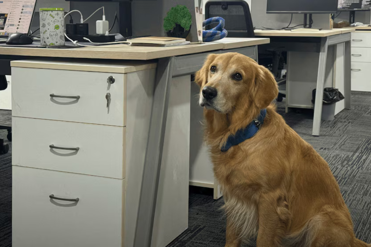 Una startup india encontró una forma original de subir el ánimo en la oficina: contrató a un golden retriever como Director de Felicidad. ¿El resultado? Menos estrés, más sonrisas y una historia que ya recorre el mundo corporativo. (Imagen: Infobae.com)