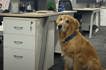 golden oficina Una startup india encontró una forma original de subir el ánimo en la oficina: contrató a un golden retriever como Director de Felicidad. ¿El resultado? Menos estrés, más sonrisas y una historia que ya recorre el mundo corporativo. (Imagen: Infobae.com)
