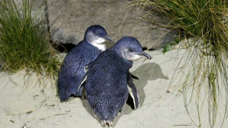 Pingüinos azules