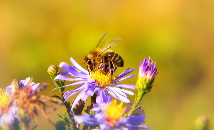 abeja abeja