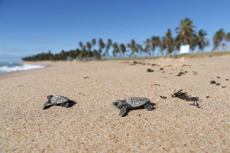 tortugas playa