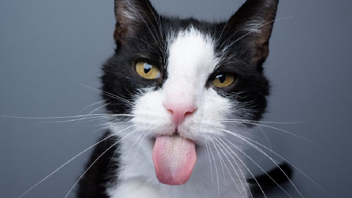 69194617_1004 69194617_1004