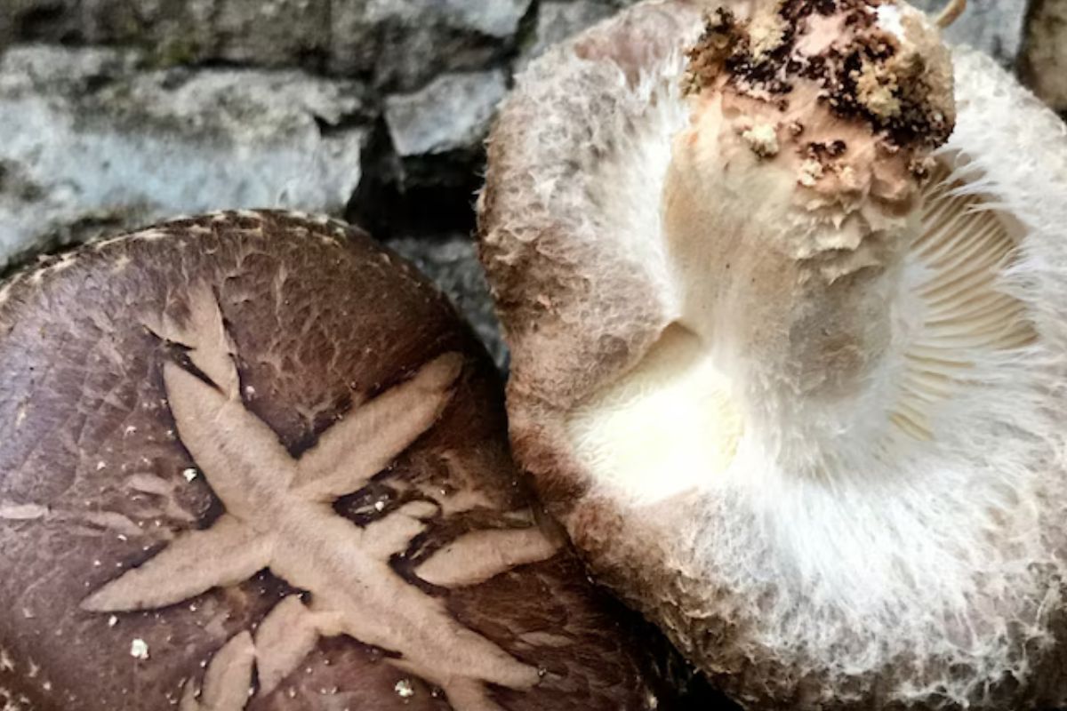 Científicos de EE.UU crean memristores funcionales y sostenibles, al utilizar micelio de hongos como alternativa ecológica a los materiales convencionales/Keeper Trout Naturalista Costa Rica (Infobae.com)