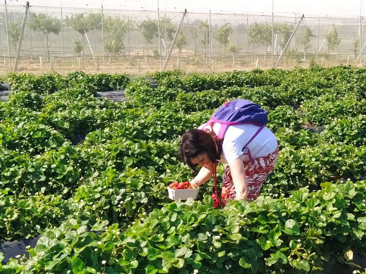 Autocosecha de fresas