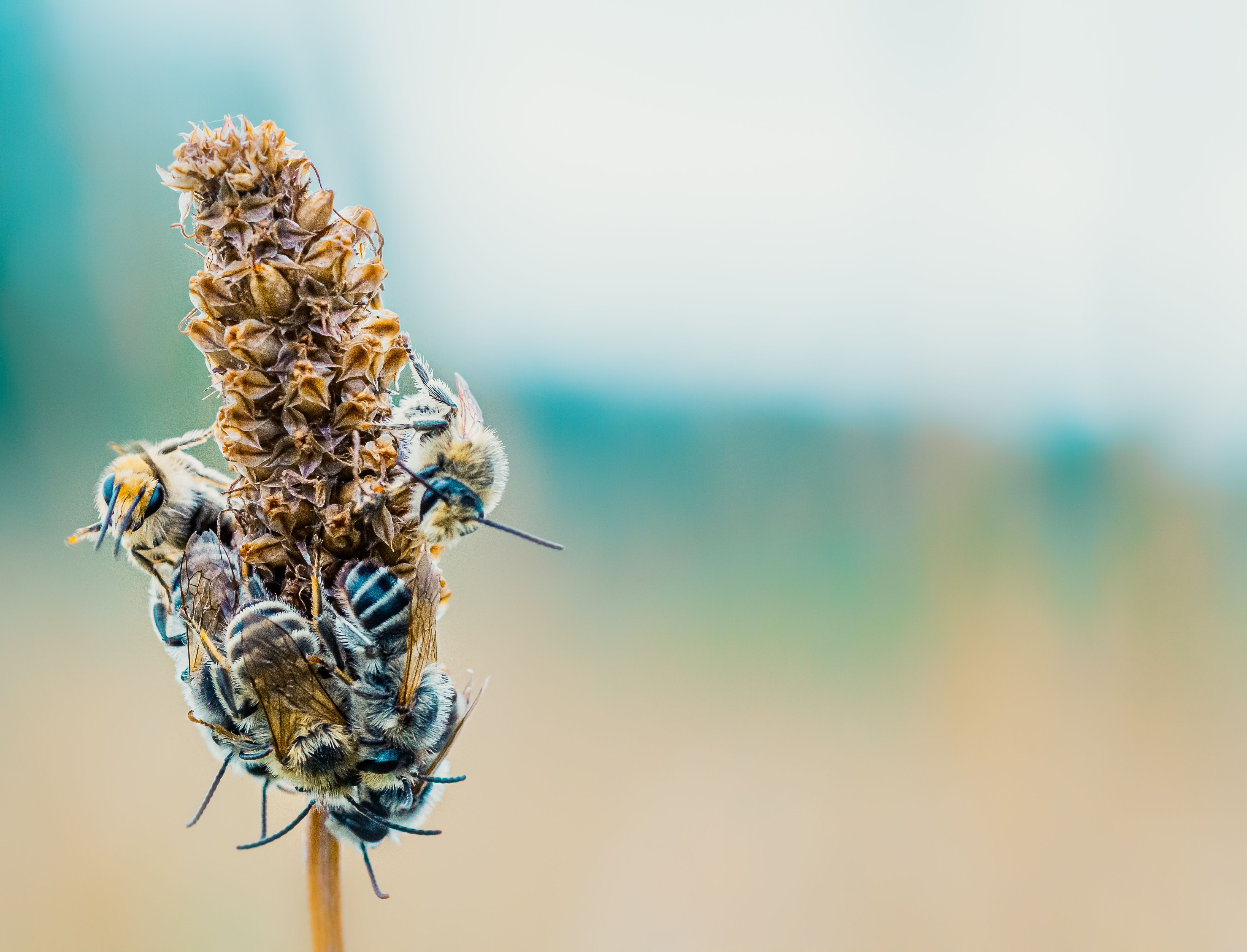 Las abejas sufren la ola de calor/ Pexels