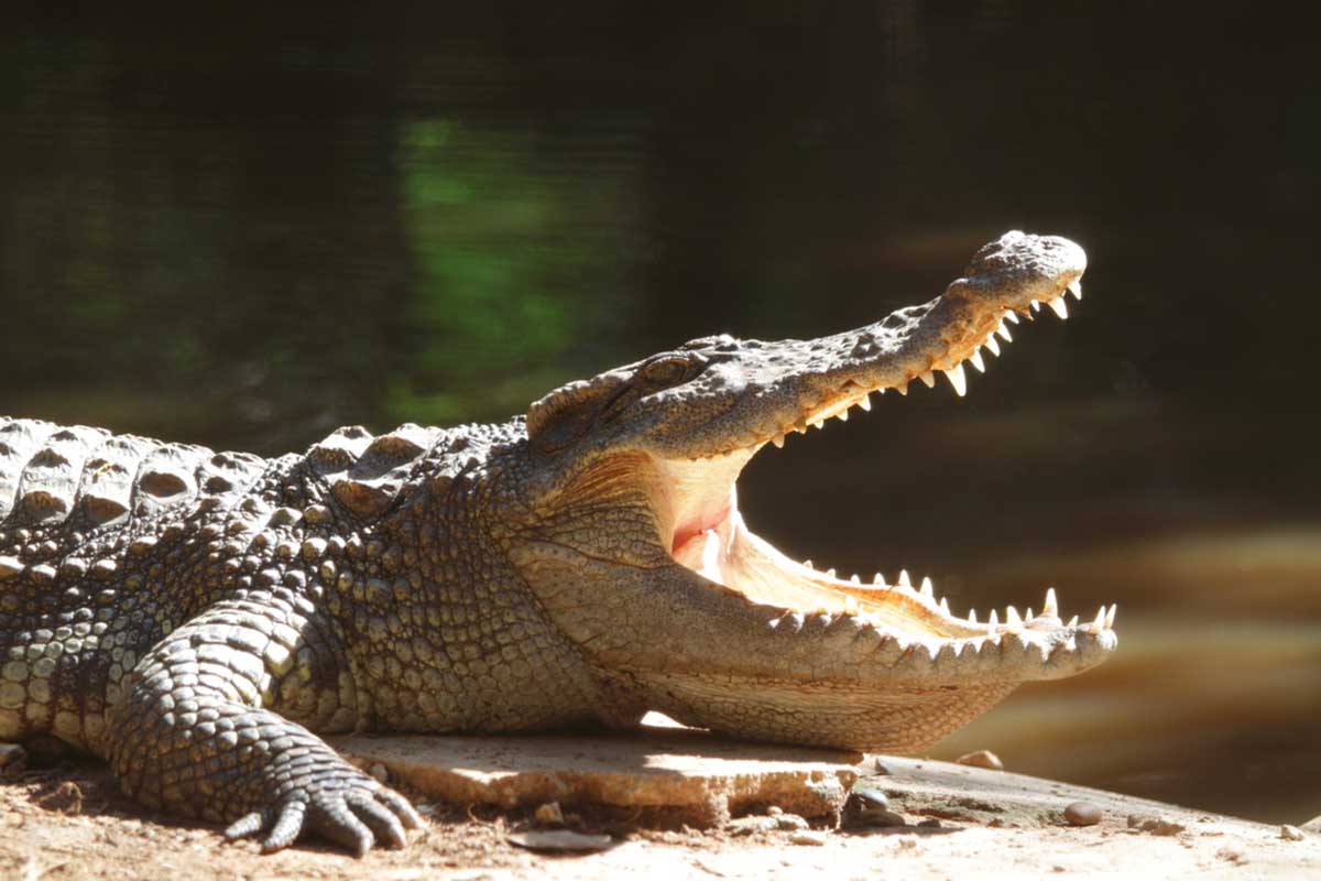 cocodrilo siames cocodrilo siames