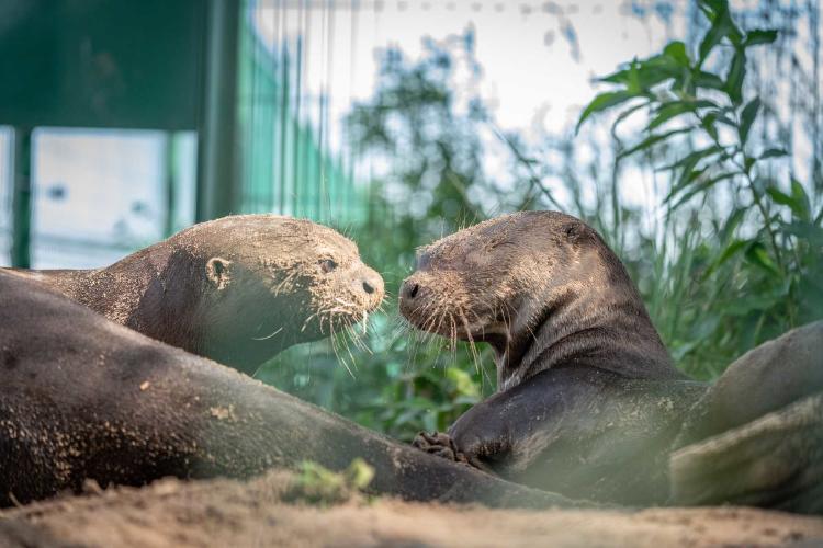 Nutria gigante pareja Iberá Nutria gigante pareja Iberá