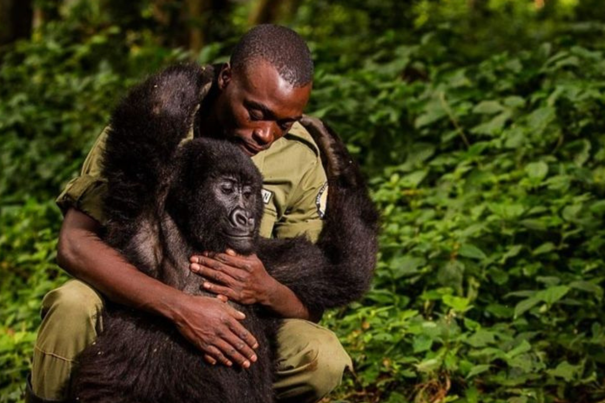 gorila El cambio climático, la deforestación y el tráfico ilegal están empujando a cientos de especies al borde de la desaparición. (Imagen: Pinterest)