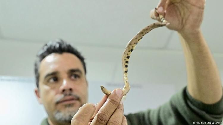 Boa enana del Amazonía Boa enana del Amazonía