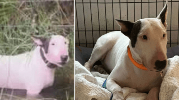 ley perros Trooper es un perro bull terrier que, en octubre de 2024, fue encontrado atado a un poste en medio de las aguas crecientes del huracán Milton. (Foto: nypost.com)