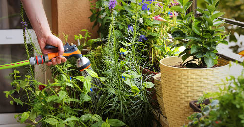 mejor manera regar mejor manera regar