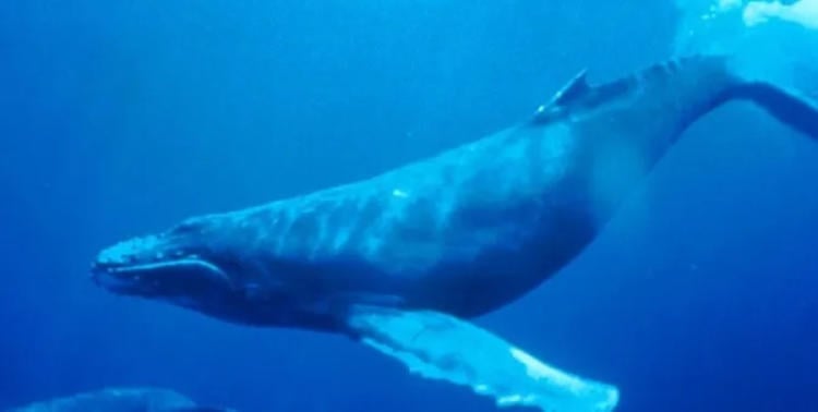 ballena groenlandia