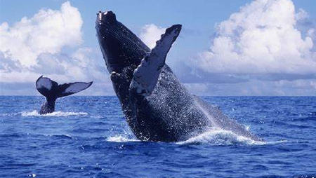 ballena embestida ballena embestida