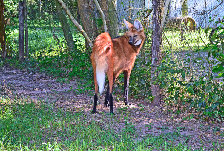aguará guazú 1 aguará guazú 1