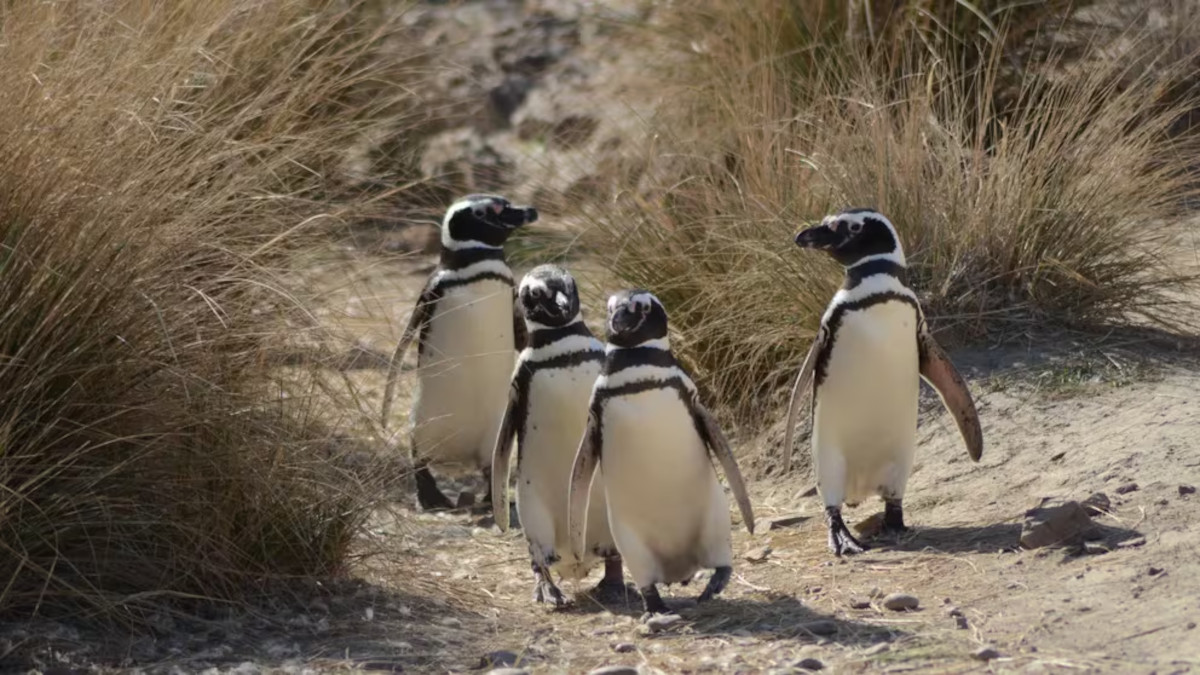 pinguinos magallanes
