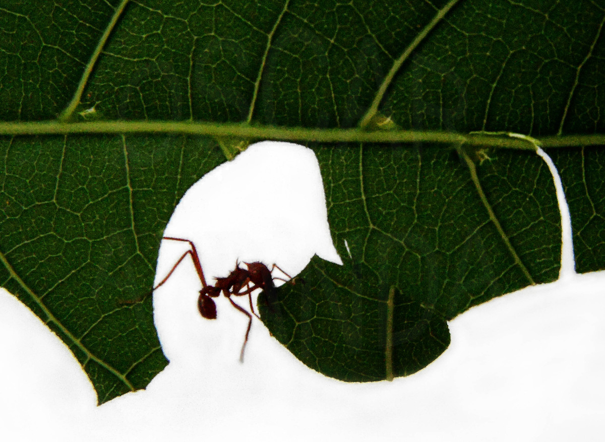 insecto planta2 insecto planta2