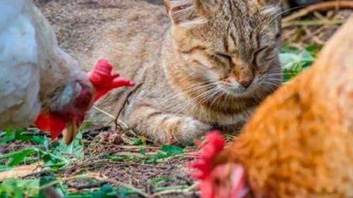 gato gripe aviar autoridades en la Costa Oeste en Estados Unidos alertaron a los dueños de mascotas sobre un retiro de comida congelada y cruda contaminada con el virus de la gripe aviar