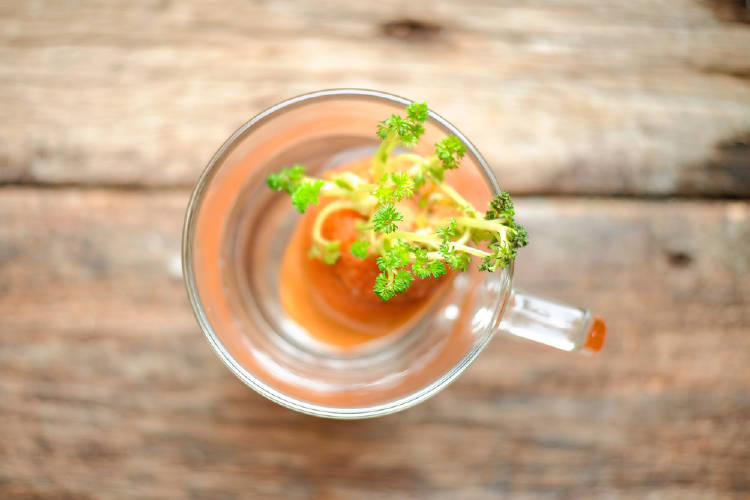 zanahoria Brotes de zanahoria en agua