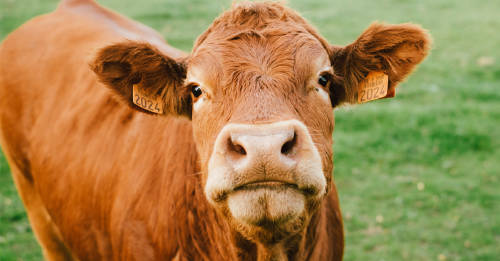 cosas aprendes dejas consumir alimentos animal