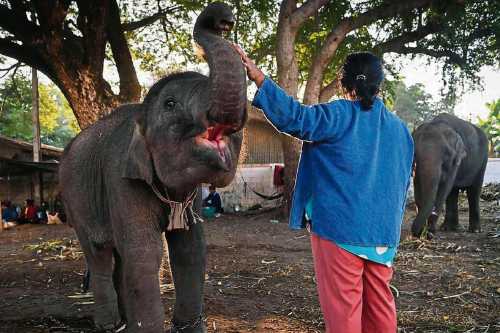 elefante Imagen: lavanguardia.com