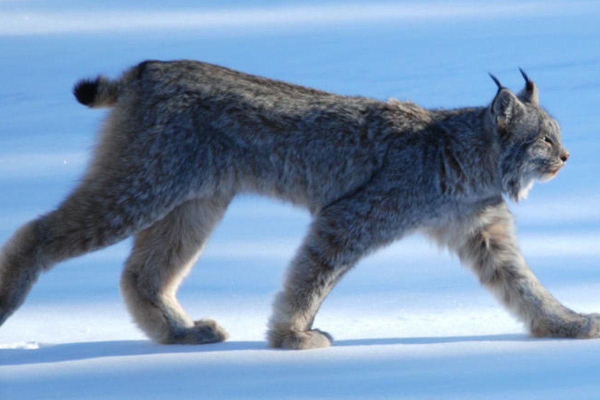Lince canadiense. Foto: Wikimedia. (msn.com)