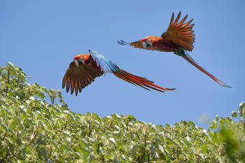 Guacamayo Rojo_ RAFAEL ABUÍN_