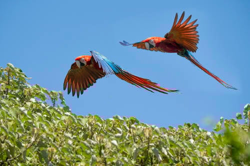Guacamayo Rojo_ RAFAEL ABUÍN_ Guacamayo Rojo_ RAFAEL ABUÍN_