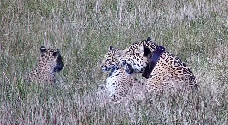 Yaguareté Yaguareté