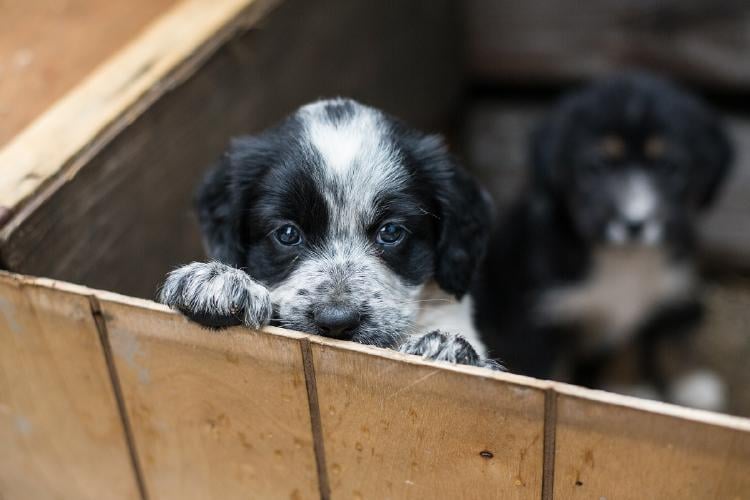 adoptar un perro