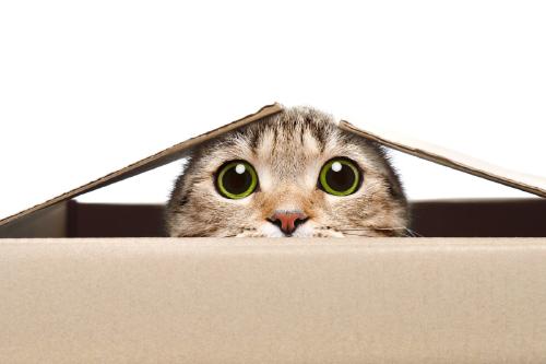 Gato asomando de una caja