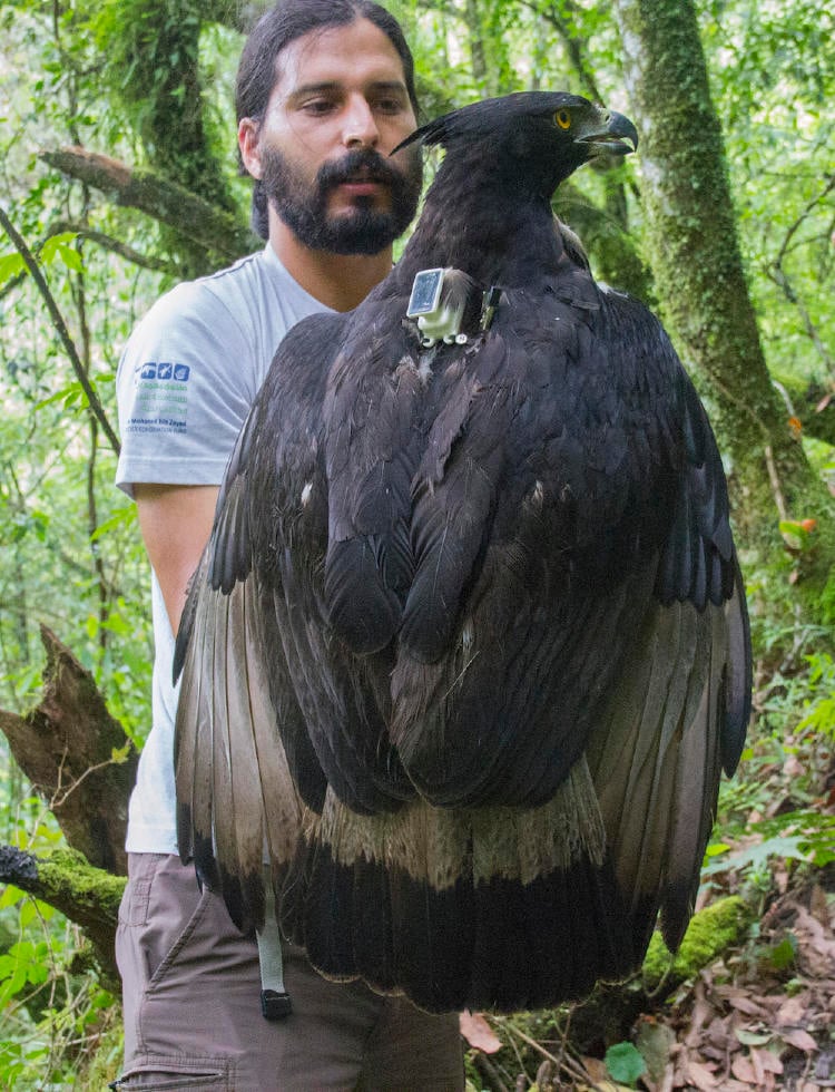 Black and chestnut Eagle trapped in Argentina PH Americo Vilte 2 Black and chestnut Eagle trapped in Argentina PH Americo Vilte 2