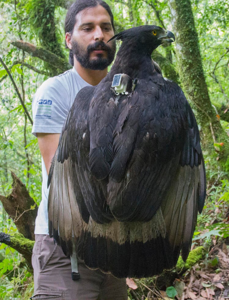Black and chestnut Eagle trapped in Argentina PH Americo Vilte 2