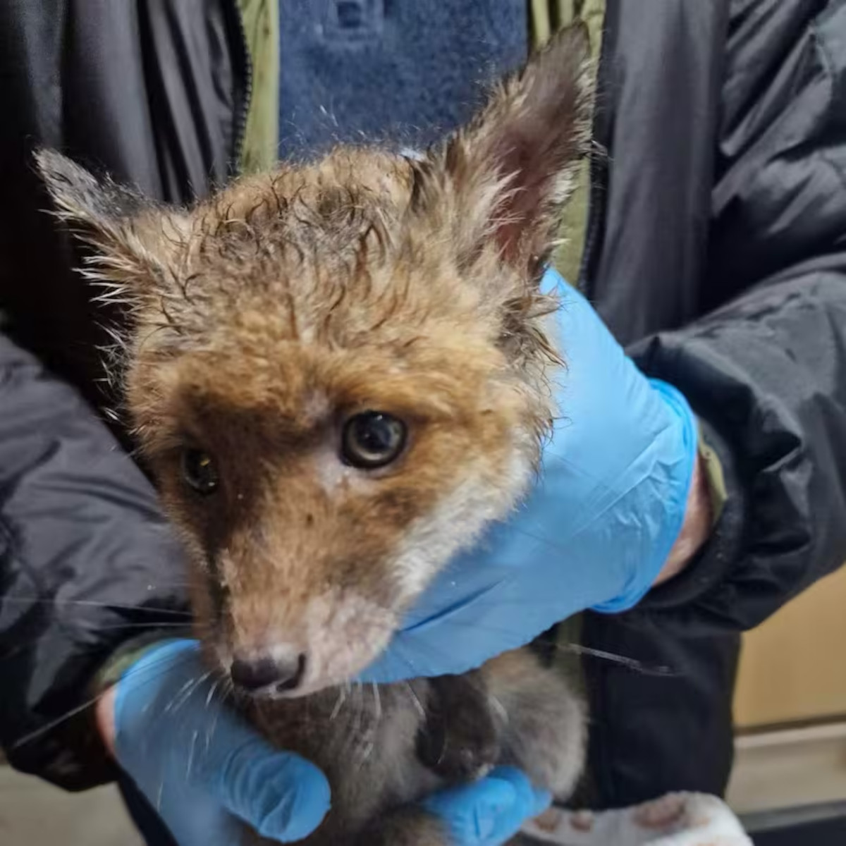 zorro plástico2 zorro plástico2