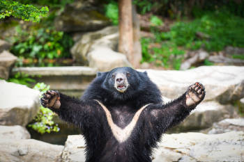 oso asiatico oso asiatico