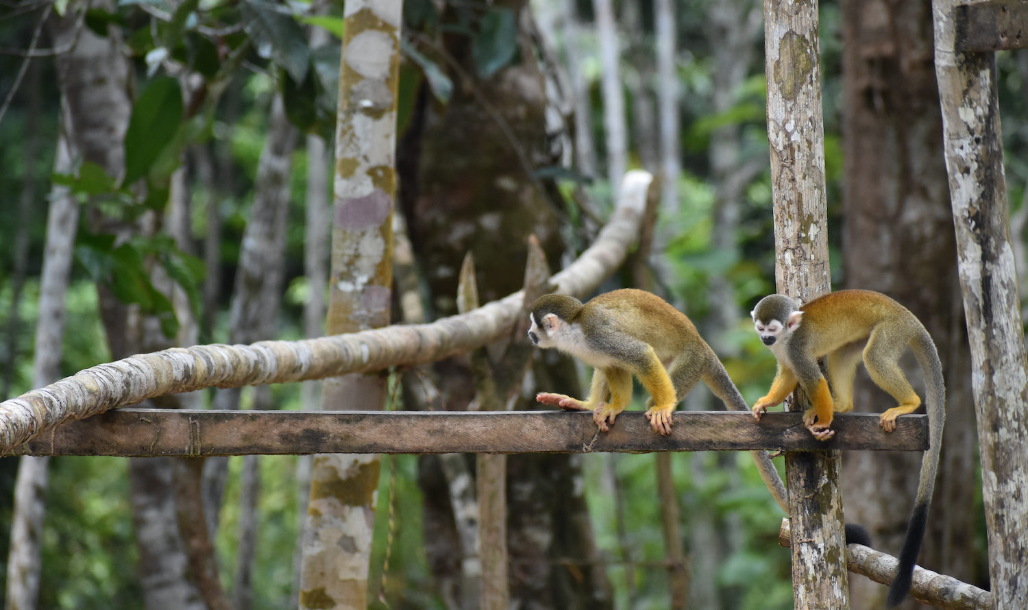 Monos en el bosque Monos en el bosque