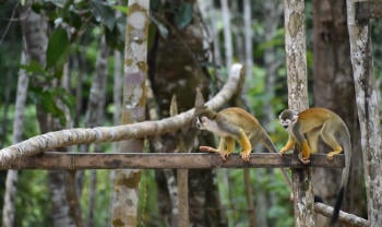 Monos en el bosque