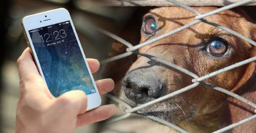 facebook prohibe venta animales plataforma