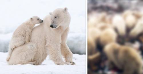 invasion de osos polares declaran estado emergencia invasion de osos polares declaran estado emergencia