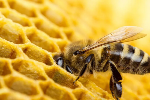 abejas El nuevo alimento que reemplaza el polen para las abejas y brinda esperanza de supervivencia. (Foto: DiarioUNO)